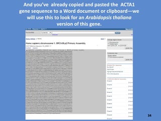 Click on
FASTA to
obtain the
human
ACTA1
gene
sequence.
You found a human gene to compare…
34
 