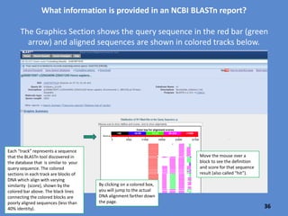 Steps to use Blastn
Paste in your
copied ACTA1
sequence
Enter the name of
the organism in
which we are
looking for the
same gene
(Arabidopsis
thaliana)
Select the
program –use
“Somewhat
similar
sequences” for
the broadest
search
#4 push blast
button
Check “show results” in
a new window, then
click on BLAST 36
 
