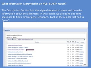 What information is provided in an NCBI BLASTn report?
The Graphics Section shows the query sequence in the red bar (green
arrow) and aligned sequences are shown in colored tracks below.
Each “track” represents a sequence
that the BLASTn tool discovered in
the database that is similar to your
query sequence. The colored
sections in each track are blocks of
DNA which align with varying
similarity (score), shown by the
colored bar above. The black lines
connecting the colored blocks are
poorly aligned sequences (less than
40% identity).
Move the mouse over a
block to see the definition
and score for that sequence
result (also called “hit”).
By clicking on a colored box,
you will jump to the actual
DNA alignment farther down
the page.
37
 