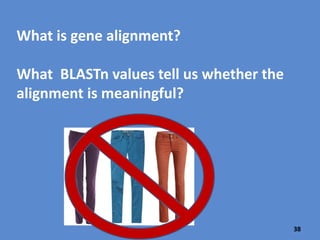 38
What information is provided in an NCBI BLASTn report?
The Descriptions Section lists the aligned sequence names and provides
information about the alignment. In this search, we are using one gene
sequence to find a similar gene sequence. Look at the results that end in
“gene”.
 