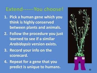 the process you used to find a version of the
human ACTA1 gene in Arabidopsis thaliana.
What information did you use to indicate that the plant
version was a meaningful find?
52
 