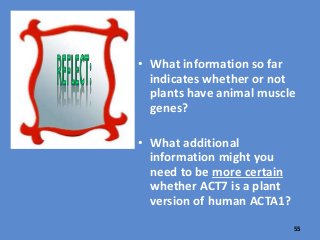 • What information so far
indicates whether or not
plants have animal muscle
genes?
• What additional
information might you
need to be more certain
whether ACT7 is a plant
version of human ACTA1?
55
 