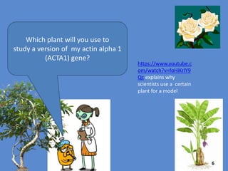 Thanks for volunteering for our study. Your chart
says you have problems eating, facial weakness
and overall poor muscle tone. Looks like your
mother had the same symptoms.
Your diagnosis is nemaline myopathy. I am sad to
tell you that no known treatment exists, but my
researchers and I are working hard to find a
treatment.
You can find information on this genetic disorder
in a website called Online Mendelian Inheritance
in Man http://www.OMIM.org
The OMIM database shows that you might have
a mutation in your Actin alpha 1 gene.
We won’t experiment on you! It is much faster,
kinder and less expensive to use a plant model.
Thanks
for your
help,
Doctor!
 