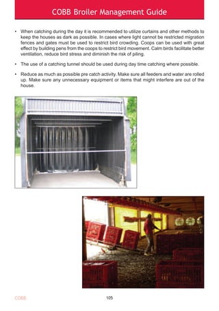 COBB Broiler Management Guide
• When catching during the day it is recommended to utilize curtains and other methods to
keep the houses as dark as possible. In cases where light cannot be restricted migration
fences and gates must be used to restrict bird crowding. Coops can be used with great
effect by building pens from the coops to restrict bird movement. Calm birds facilitate better
ventilation, reduce bird stress and diminish the risk of piling.
• The use of a catching tunnel should be used during day time catching where possible.
• Reduce as much as possible pre catch activity. Make sure all feeders and water are rolled
up. Make sure any unnecessary equipment or items that might interfere are out of the
house.
105COBB
 