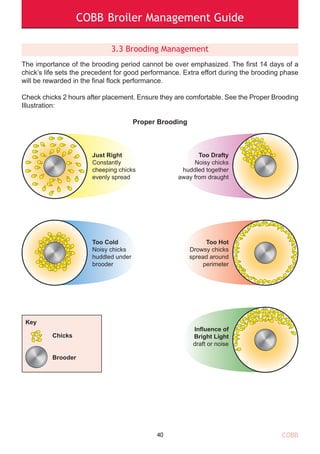 COBB Broiler Management Guide
COBB
3.3 Brooding Management
The importance of the brooding period cannot be over emphasized. The first 14 days of a
chick’s life sets the precedent for good performance. Extra effort during the brooding phase
will be rewarded in the final flock performance.
Check chicks 2 hours after placement. Ensure they are comfortable. See the Proper Brooding
Illustration:
Proper Brooding
40
Just Right
Constantly
cheeping chicks
evenly spread
Too Cold
Noisy chicks
huddled under
brooder
Key
Chicks
Brooder
Too Drafty
Noisy chicks
huddled together
away from draught
Too Hot
Drowsy chicks
spread around
perimeter
Influence of
Bright Light
draft or noise
 