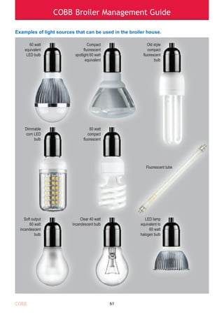 COBB Broiler Management Guide
61
60 watt
equivalent
LED bulb
Compact
fluorescent
spotlight 60 watt
equivalent
Old style
compact
fluorescent
bulb
Soft output
60 watt
incandescent
bulb
Clear 40 watt
incandescent bulb
LED lamp
equivalent to
60 watt
halogen bulb
Dimmable
corn LED
bulb
60 watt
compact
fluorescent
Fluorescent tube
Examples of light sources that can be used in the broiler house.
COBB
 
