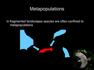 Metapopulations

In fragmented landscapes species are often confined to
   metapopulations
 
