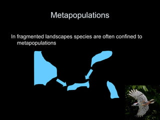 Metapopulations

In fragmented landscapes species are often confined to
   metapopulations
 