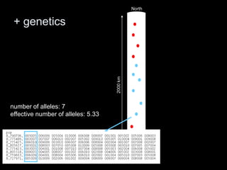 North


 + genetics




                                    2000 km
number of alleles: 7
effective number of alleles: 5.33




                                              South
 