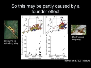 So this may be partly caused by a
                 founder effect




                                        Short wing vs
                                        long wing
Long wing vs
extra-long wing




                                Thomas et al. 2001 Nature
 