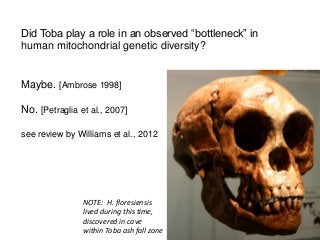 Did Toba play a role in an observed “bottleneck” in
human mitochondrial genetic diversity?
Maybe. [Ambrose 1998]
No. [Petraglia et al., 2007]
see review by Williams et al., 2012
NOTE: H. floresiensis
lived during this time,
discovered in cave
within Toba ash fall zone
 
