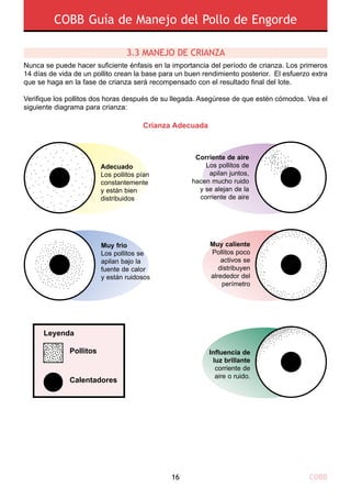 COBB Guía de Manejo del Pollo de Engorde
COBB16
Crianza Adecuada
Adecuado
Los pollitos pían
constantemente
y están bien
distribuidos
Muy frio
Los pollitos se
apilan bajo la
fuente de calor
y están ruidosos
Corriente de aire
Los pollitos de
apilan juntos,
hacen mucho ruido
y se alejan de la
corriente de aire
Influencia de
luz brillante
corriente de
aire o ruido.
Pollitos
Calentadores
Leyenda
Nunca se puede hacer suficiente énfasis en la importancia del período de crianza. Los primeros
14 días de vida de un pollito crean la base para un buen rendimiento posterior. El esfuerzo extra
que se haga en la fase de crianza será recompensado con el resultado final del lote.
Verifique los pollitos dos horas después de su llegada. Asegúrese de que estén cómodos. Vea el
siguiente diagrama para crianza:
3.3 Manejo de crianza
Muy caliente
Pollitos poco
activos se
distribuyen
alrededor del
perímetro
 