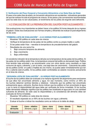 COBB Guía de Manejo del Pollo de Engorde
COBB 19
V. Verificación del Peso Corporal y Conversión Alimenticia a los Siete Días de Edad.
El peso a los siete días de edad y la conversión alimenticia son excelentes indicadores generales
de que tan exitoso ha sido el programa de crianza. Si los pesos y las conversiones recomendadas
para los siete días no son alcanzados, el rendimiento de los pollos de engorde será deficiente.
Dos evaluaciones muy importantes se deben hacer a los pollitos 24 horas después de su ingreso
al galpón. Estas dos evaluaciones son formas simples y eficientes de evaluar el post-alojamiento
de las aves:
“PRIMERA LISTA DE EVALUACIÓN” - 4 a 6 Horas post-alojamiento
•	 Muestree 100 pollitos en cada área de crianza
•	 Verifique la temperatura de las patas de los pollitos contra su propia mejilla o cuello.
•	 Si las patas están frías – reevalúe la temperatura de precalentamiento del galpón.
•	 Resultados de una cama fría.
	 1. 	 Bajo consumo temprano de alimento
	 2. 	 Bajo crecimiento
	 3. 	 Baja uniformidad
Un excelente indicador de la temperatura del piso es la temperatura de las patas de los pollitos. Si
las patas de los pollitos están frías, la temperatura corporal del pollito es demasiado baja. Pollitos
fríos tendrán baja actividad y se amontonarán unos con otros dando como resultado un bajo
consumo de agua y alimento, y por lo tanto, una baja tasa de crecimiento. Colocando las patas
de los pollitos contra el cuello o mejillas de uno mismo, se puede saber inmediatamente que tan
frío o caliente está el pollito. Si los pollitos están confortables se estarán moviendo activamente
en el área de crianza.
“SEGUNDA LISTA DE EVALUACIÓN” - 24 Horas post-alojamiento
El buche de los pollitos debe ser evaluado a la mañana siguiente del alojamiento para cerciorarse
de que ellos han encontrado alimento y agua. En ese momento, como mínimo un 95% de
los buches deberían sentirse blandos y elásticos indicando que los pollitos han encontrado
exitosamente agua y alimento. Buches duros indican que los pollitos no han encontrado el agua
y por lo tanto la disponibilidad del agua debe ser verificada de forma inmediata. Si los buches
están demasiado dilatados significa que los pollitos han localizado el agua pero no una cantidad
suficiente de alimento. En este caso la disponibilidad y la consistencia del alimento debe ser
evaluada de forma inmediata.
•	 Muestree 100 pollitos en cada área de crianza.
•	 El resultado esperado es un 95% de los buches con agua y alimento.
•	 Evaluar el buche e indicar los resultados como se indica en la tabla de abajo.
4.2 EVALUACIÓN DE LA PREPARACIÓN DEL GALPÓN POST-ALOJAMIENTO
Evaluación 95% ? ? ?
Llenado
del buche
Lleno – elástico
Alimento y agua
Lleno – duro
Sólo alimento
Lleno – blando
Sólo agua
Vacío
 