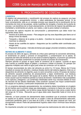 COBB52
COBB Guía de Manejo del Pollo de Engorde
9. PROCEDIMIENTO DE COSECHA
LOGÍSTICA
El objetivo del planeamiento y coordinación del proceso de captura es asegurar una baja
muerte al arribo, encogimiento mínimo y altos estándares de bienestar animal. Si se
hace correctamente, este es un complejo proceso que requerirá de la coordinación de los
momentos de inicio en las granjas, varias cuadrillas de recogida y horarios de la planta de
proceso. Los beneficios de un buen planeamiento, en términos de mejorar las pérdidas por
mortalidad y rendimientos en planta, son reales y vale la pena realizar el esfuerzo.
El proceso de captura requiere de comunicación y planeamiento que debe incluir las
siguientes áreas clave:
RETIRO DE ALIMENTO Y AGUA
El proceso de retiro de agua y alimento es crítico para optimizar la conversión alimenticia,
el rendimiento en planta y prevenir el encogimiento y contaminación en la planta. El
propósito del retiro del alimento es el de vaciar el sistema digestivo, al prevenir que alimento
consumido y excretas contaminen la carcasa durante el proceso de evisceración.
Siempre permita el acceso al agua hasta el comienzo de la captura. Levante el agua
solo cuando la cuadrilla llegue al galpón y comience a alistar el proceso. En granjas con
galpones múltiples solo retire el agua justo antes de comenzar con la captura.
El tiempo recomendado de retiro del alimento es entre 8 a 12 horas. Menos de 8 horas
resultará en exceso de alimento y residuos fecales dentro del sistema digestivo. Esto es un
desperdicio de alimento no digerido, pues no será convertido a carne. El exceso de residuo
de alimento causará problemas de procesamiento y bajos rendimientos. Los residuos
fecales causan contaminación del equipo de la planta. Retiros de alimento de más de 12
horas causan que los intestinos pierdan su fuerza de tensión, haciéndolos más susceptibles
a las rupturas y desgarros. Los contenidos intestinales serán muy viscosos debido al inicio
de necrosis de las células intestinales. Esta condición causará una mayor contaminación
del equipo en la planta y continuarán empeorando con el tiempo.
En un programa planeado apropiadamente, los comederos deben levantarse en el galpón
de tal manera que la primera carga sea descargada y comience la faena tan cerca de las
8 horas como sea posible, con la última carga siendo faenada lo más cerca a estar dentro
del rango de 12 horas. Recuerde que el agua debe estar disponible hasta el inicio de la
captura.
Además, un buen proceso de planeamiento debe considerar que el producto mantenido
en espera en la planta, aunque esté en un andén o área de almacenamiento adecuado,
continuará perdiendo peso a una tasa de 0,25% o más del peso corporal por hora, por
encogimiento natural. Parte del planeamiento logístico debe incluir minimizar esos tiempos
de espera.
Es importante consultar con la legislación local para las restricciones de retiro de alimento.
•
•
•
•
Horarios de la planta de proceso – Para asegurar que hay aves disponibles para faena con el
tiempo mínimo de retardo.
Transporte y distancia de la granja a la planta – Coordinar los recursos de transporte para
maximizar su utilización.
Horario de las cuadrillas de captura – Asegurarse que las cuadrillas están coordinadas para
recoger aves.
Preparación de la granja – Intervalos de tiempo para apagar y levantar comederos y bebederos.
 