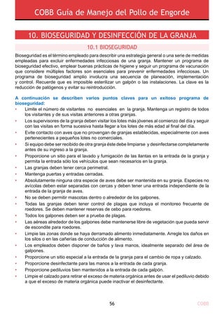 COBB56
COBB Guía de Manejo del Pollo de Engorde
10. BIOSEGURIDAD Y DESINFECCIÓN DE LA GRANJA
Bioseguridad es el término empleado para describir una estrategia general o una serie de medidas
empleadas para excluir enfermedades infecciosas de una granja. Mantener un programa de
bioseguridad efectivo, emplear buenas prácticas de higiene y seguir un programa de vacunación
que considere múltiples factores son esenciales para prevenir enfermedades infecciosas. Un
programa de bioseguridad amplio involucra una secuencia de planeación, implementación
y control. Recuerde que es imposible esterilizar un galpón o las instalaciones. La clave es la
reducción de patógenos y evitar su reintroducción.
A continuación se describen varios puntos claves para un exitoso programa de
bioseguridad:
10.1 Bioseguridad
•
•
•
•
•
•
•
•
•
•
•
•
•
•
•
•
•
•
Limite el número de visitantes no esenciales en la granja. Mantenga un registro de todos
los visitantes y de sus visitas anteriores a otras granjas.
Los supervisores de la granja deben visitar los lotes más jóvenes al comienzo del día y seguir
con las visitas en forma sucesiva hasta llegar a los lotes de más edad al final del día.
Evite contacto con aves que no provengan de granjas establecidas, especialmente con aves
pertenecientes a pequeños lotes no comerciales.
Si equipo debe ser recibido de otra granja éste debe limpiarse y desinfectarse completamente
antes de su ingreso a la granja.
Proporcione un sitio para el lavado y fumigación de las llantas en la entrada de la granja y
permita la entrada sólo los vehículos que sean necesarios en la granja.
Las granjas deben tener cerca perimetral.
Mantenga puertas y entradas cerradas.
Absolutamente ninguna otra especie de aves debe ser mantenida en su granja. Especies no
avícolas deben estar separadas con cercas y deben tener una entrada independiente de la
entrada de la granja de aves.
No se deben permitir mascotas dentro o alrededor de los galpones.
Todas las granjas deben tener control de plagas que incluya el monitoreo frecuente de
roedores. Se deben mantener reservas de cebo para roedores.
Todos los galpones deben ser a prueba de plagas.
Las aéreas alrededor de los galpones debe mantenerse libre de vegetación que pueda servir
de escondite para roedores.
Limpie las zonas donde se haya derramado alimento inmediatamente. Arregle los daños en
los silos o en las cañerías de conducción de alimento.
Los empleados deben disponer de baños y lava manos, idealmente separado del área de
galpones.
Proporcione un sitio especial a la entrada de la granja para el cambio de ropa y calzado.
Proporcione desinfectante para las manos a la entrada de cada granja.
Proporcione pediluvios bien mantenidos a la entrada de cada galpón.
Limpie el calzado para retirar el exceso de materia orgánica antes de usar el pediluvio debido
a que el exceso de materia orgánica puede inactivar el desinfectante.
 