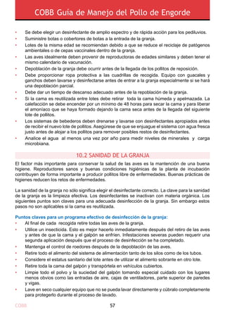 COBB 57
COBB Guía de Manejo del Pollo de Engorde
•
•
•
•
•
•
•
•
•
•
Se debe elegir un desinfectante de amplio espectro y de rápida acción para los pediluvios.
Suministre botas o cobertores de botas a la entrada de la granja.
Lotes de la misma edad se recomiendan debido a que se reduce el reciclaje de patógenos
ambientales o de cepas vaccinales dentro de la granja.
Las aves idealmente deben provenir de reproductoras de edades similares y deben tener el
mismo calendario de vacunación.
Depoblación de la granja debe ocurrir antes de la llegada de los pollitos de reposición.
Debe proporcionar ropa protectiva a las cuadrillas de recogida. Equipo con guacales y
ganchos deben lavarse y desinfectarse antes de entrar a la granja especialmente si se hará
una depoblación parcial.
Debe dar un tiempo de descanso adecuado antes de la repoblación de la granja.
Si la cama es reutilizada entre lotes debe retirar toda la cama húmeda y apelmazada. La
calefacción se debe encender por un mínimo de 48 horas para secar la cama y para liberar
el amoníaco que se haya formado dejando la cama seca antes de la llegada del siguiente
lote de pollitos.
Los sistemas de bebederos deben drenarse y lavarse con desinfectantes apropiados antes
de recibir el nuevo lote de pollitos. Asegúrese de que se enjuague el sistema con agua fresca
justo antes de alojar a los pollitos para remover posibles restos de desinfectantes.
Analice el agua al menos una vez por año para medir niveles de minerales y carga
microbiana.
El factor más importante para conservar la salud de las aves es la mantención de una buena
higiene. Reproductores sanos y buenas condiciones higiénicas de la planta de incubación
contribuyen de forma importante a producir pollitos libre de enfermedades. Buenas prácticas de
higienes reducen los retos de enfermedades.
La sanidad de la granja no sólo significa elegir el desinfectante correcto. La clave para la sanidad
de la granja es la limpieza efectiva. Los desinfectantes se inactivan con materia orgánica. Los
siguientes puntos son claves para una adecuada desinfección de la granja. Sin embargo estos
pasos no son aplicables si la cama es reutilizada.
Puntos claves para un programa efectivo de desinfección de la granja:
10.2 SANIDAD DE LA GRANJA
Al final de cada recogida retire todas las aves de la granja.
Utilice un insecticida. Esto es mejor hacerlo inmediatamente después del retiro de las aves
y antes de que la cama y el galpón se enfríen. Infestaciones severas pueden requerir una
segunda aplicación después que el proceso de desinfección se ha completado.
Mantenga el control de roedores después de la depoblación de las aves.
Retire todo el alimento del sistema de alimentación tanto de los silos como de los tubos.
Considere el estatus sanitario del lote antes de utilizar el alimento sobrante en otro lote.
Retire toda la cama del galpón y transpórtela en vehículos cubiertos.
Limpie todo el polvo y la suciedad del galpón tomando especial cuidado con los lugares
menos obvios como las entradas de aire, cajas de ventiladores, parte superior de paredes
y vigas.
Lave en seco cualquier equipo que no se pueda lavar directamente y cúbralo completamente
para protegerlo durante el proceso de lavado.
•
•
•
•
•
•
•
•
 