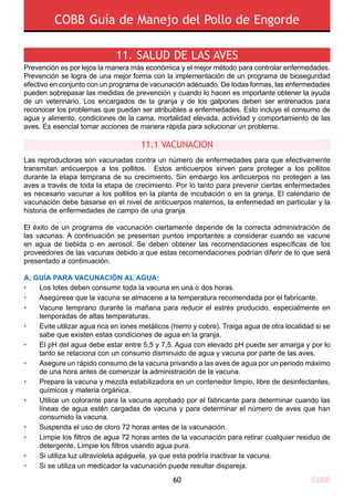 COBB60
COBB Guía de Manejo del Pollo de Engorde
11. SALUD DE LAS AVES
Prevención es por lejos la manera más económica y el mejor método para controlar enfermedades.
Prevención se logra de una mejor forma con la implementación de un programa de bioseguridad
efectivo en conjunto con un programa de vacunación adecuado. De todas formas, las enfermedades
pueden sobrepasar las medidas de prevención y cuando lo hacen es importante obtener la ayuda
de un veterinario. Los encargados de la granja y de los galpones deben ser entrenados para
reconocer los problemas que puedan ser atribuibles a enfermedades. Esto incluye el consumo de
agua y alimento, condiciones de la cama, mortalidad elevada, actividad y comportamiento de las
aves. Es esencial tomar acciones de manera rápida para solucionar un problema.
Las reproductoras son vacunadas contra un número de enfermedades para que efectivamente
transmitan anticuerpos a los pollitos. Estos anticuerpos sirven para proteger a los pollitos
durante la etapa temprana de su crecimiento. Sin embargo los anticuerpos no protegen a las
aves a través de toda la etapa de crecimiento. Por lo tanto para prevenir ciertas enfermedades
es necesario vacunar a los pollitos en la planta de incubación o en la granja. El calendario de
vacunación debe basarse en el nivel de anticuerpos maternos, la enfermedad en particular y la
historia de enfermedades de campo de una granja.
El éxito de un programa de vacunación ciertamente depende de la correcta administración de
las vacunas. A continuación se presentan puntos importantes a considerar cuando se vacune
en agua de bebida o en aerosol. Se deben obtener las recomendaciones específicas de los
proveedores de las vacunas debido a que estas recomendaciones podrían diferir de lo que será
presentado a continuación.
A. GUÍA PARA VACUNACIÓN AL AGUA:
Los lotes deben consumir toda la vacuna en una o dos horas.
Asegúrese que la vacuna se almacene a la temperatura recomendada por el fabricante.
Vacune temprano durante la mañana para reducir el estrés producido, especialmente en
temporadas de altas temperaturas.
Evite utilizar agua rica en iones metálicos (hierro y cobre). Traiga agua de otra localidad si se
sabe que existen estas condiciones de agua en la granja.
El pH del agua debe estar entre 5,5 y 7,5. Agua con elevado pH puede ser amarga y por lo
tanto se relaciona con un consumo disminuido de agua y vacuna por parte de las aves.
Asegure un rápido consumo de la vacuna privando a las aves de agua por un periodo máximo
de una hora antes de comenzar la administración de la vacuna.
Prepare la vacuna y mezcla estabilizadora en un contenedor limpio, libre de desinfectantes,
químicos y materia orgánica.
Utilice un colorante para la vacuna aprobado por el fabricante para determinar cuando las
líneas de agua estén cargadas de vacuna y para determinar el número de aves que han
consumido la vacuna.
Suspenda el uso de cloro 72 horas antes de la vacunación.
Limpie los filtros de agua 72 horas antes de la vacunación para retirar cualquier residuo de
detergente. Limpie los filtros usando agua pura.
Si utiliza luz ultravioleta apáguela, ya que esta podría inactivar la vacuna.
Si se utiliza un medicador la vacunación puede resultar dispareja.
•
•
•
•
•
•
•
•
•
•
•
•
11.1 VACUNACION
 