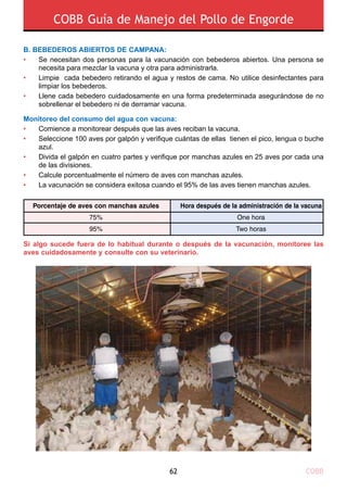 COBB62
COBB Guía de Manejo del Pollo de Engorde
B. BEBEDEROS ABIERTOS DE CAMPANA:
Se necesitan dos personas para la vacunación con bebederos abiertos. Una persona se
necesita para mezclar la vacuna y otra para administrarla.
Limpie cada bebedero retirando el agua y restos de cama. No utilice desinfectantes para
limpiar los bebederos.
Llene cada bebedero cuidadosamente en una forma predeterminada asegurándose de no
sobrellenar el bebedero ni de derramar vacuna.
•
•
•
Monitoreo del consumo del agua con vacuna:
Si algo sucede fuera de lo habitual durante o después de la vacunación, monitoree las
aves cuidadosamente y consulte con su veterinario.
Comience a monitorear después que las aves reciban la vacuna.
Seleccione 100 aves por galpón y verifique cuántas de ellas tienen el pico, lengua o buche
azul.
Divida el galpón en cuatro partes y verifique por manchas azules en 25 aves por cada una
de las divisiones.
Calcule porcentualmente el número de aves con manchas azules.
La vacunación se considera exitosa cuando el 95% de las aves tienen manchas azules.
•
•
•
•
•
Porcentaje de aves con manchas azules
75%
95%
Hora después de la administración de la vacuna
One hora
Two horas
 