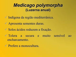  Não tolera solos arenosos.