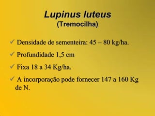 Ornithopuscompressus(Serradela) Adaptado às condições mediterrânicas.