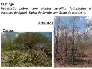 Caatinga
Vegetação pobre, com plantas xerófilas (adaptadas à
escassez de água). Típica do Sertão semiárido do Nordeste.
Ca...