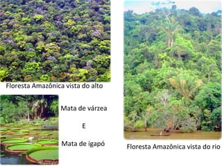Floresta Amazônica vista do alto
Floresta Amazônica vista do rio
Mata de várzea
E
Mata de igapó
 