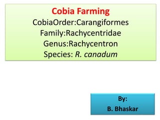 Cobia Farming
CobiaOrder:Carangiformes
Family:Rachycentridae
Genus:Rachycentron
Species: R. canadum
By:
B. Bhaskar
 