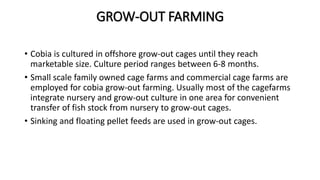 SEED PRODUCTION OF COBIA | PPTX
