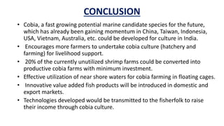 SEED PRODUCTION OF COBIA | PPTX