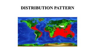 Codia Distribution SEED PRODUCTION OF COBIA | PPTX