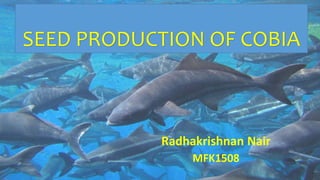 SEED PRODUCTION OF COBIA
Radhakrishnan Nair
MFK1508
 