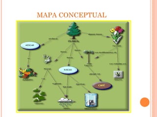 MAPA CONCEPTUAL 