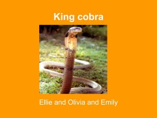 King cobra Ellie and Olivia and Emily 