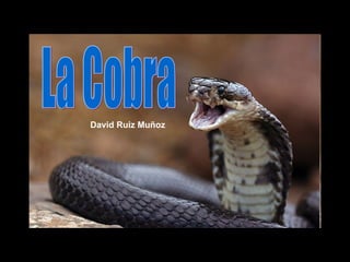 La Cobra David Ruiz Muñoz 