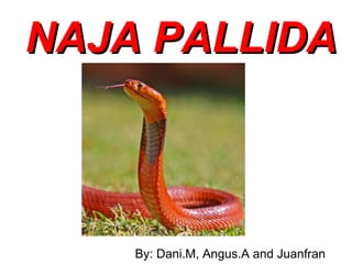 NAJA PALLIDA



    By: Dani.M, Angus.A and Juanfran
 