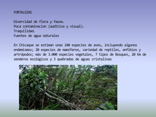 FORTALEZASDivercidad de flora y fauna. Poca contaminacion (auditiva y visual). Traquilidad. Fuentes de agua naturalesEn Chicaque se estiman unas 240 especies de aves, incluyendo algunos endemismos; 20 especies de mamíferos, variedad de reptiles, anfibios y artrópodos; más de 3.000 especies vegetales, 7 tipos de Bosques, 20 Km de senderos ecológicos y 3 quebradas de aguas cristalinas.