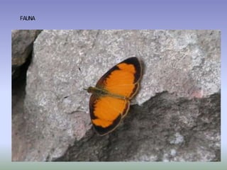 FAUNA