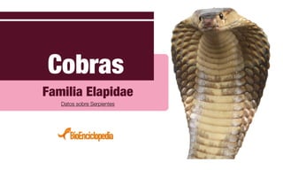 Cobras
Familia Elapidae
Datos sobre Serpientes
 
