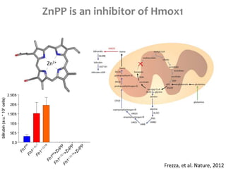 ZnPP is an inhibitor of Hmox1
Zn2+
Frezza, et al. Nature, 2012
 