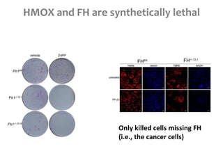 HMOX and FH are synthetically lethal
Only killed cells missing FH
(i.e., the cancer cells)
 