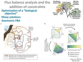 Flux balance analysis and the
addition of constraints
Optimization of a “biological
objective”
Many solutions
Geometric FBA
Lewis, et al. Nat Rev
Microb, 2012
 