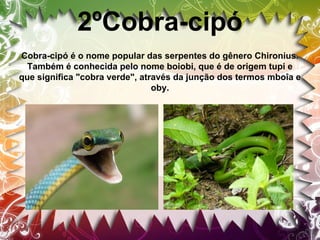 2ºCobra-cipó
Cobra-cipó é o nome popular das serpentes do gênero Chironius.
Também é conhecida pelo nome boiobi, que é de origem tupi e
que significa "cobra verde", através da junção dos termos mboîa e
oby.

 