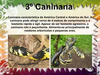 3º Caninana
Caninana característica da América Central e América do Sul. A
caninana pode atingir cerca de 4 metros de comprimento e é
bastante rápida e ágil. Apesar de ser bastante agressiva, a
caninana não é peçonhenta. Alimenta-se principalmente de
roedores arborícolas e pequenas aves.

 