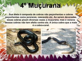 4º Muçurana
Sua dieta é composta de cobras não peçonhentas e cobras
peçonhentas como jararacas, cascavéis etc. Ao serem devoradas,
essas cobras picam diversas vezes a muçurana, mas o veneno
dessas cobras não tem efeito contra ela. A única cobra que a mata
é a cobra-coral.

 