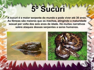 5º Sucuri
A sucuri é a maior serpente do mundo e pode viver até 30 anos.
As fêmeas são maiores que os machos, atingindo a maturidade
sexual por volta dos seis anos de idade. Há muitas narrativas
sobre ataques dessas serpentes a seres humanos.

 