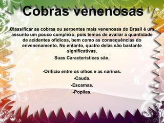 Cobras venenosas
Classificar as cobras ou serpentes mais venenosas do Brasil é um
assunto um pouco complexo, pois temos de avaliar a quantidade
de acidentes ofídicos, bem como as consequências do
envenenamento. No entanto, quatro delas são bastante
significativas.
Suas Caracteristicas são.
-Orificio entre os olhos e as narinas.
-Cauda.
-Escamas.
-Popilas.

 