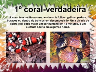1º coral-verdadeira
A coral tem hábito noturno e vive sob folhas, galhos, pedras,
buracos ou dentro de troncos em decomposição. Uma picada de
cobra-real pode matar um ser humano em 15 minutos, e um
elefante adulto em algumas horas.

 