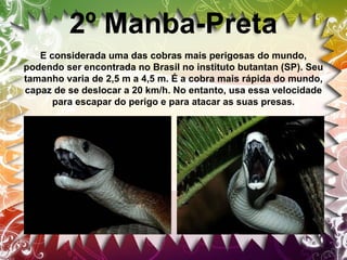 2º Manba-Preta
E considerada uma das cobras mais perigosas do mundo,
podendo ser encontrada no Brasil no instituto butantan (SP). Seu
tamanho varia de 2,5 m a 4,5 m. É a cobra mais rápida do mundo,
capaz de se deslocar a 20 km/h. No entanto, usa essa velocidade
para escapar do perigo e para atacar as suas presas.

 