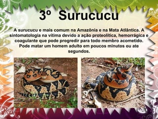 3º Surucucu
A surucucu e mais comum na Amazônia e na Mata Atlântica. A
sintomatologia na vítima devido a ação proteolítica, hemorrágica e
coagulante que pode progredir para todo membro acometido.
Pode matar um homem adulto em poucos minutos ou ate
segundos.

 