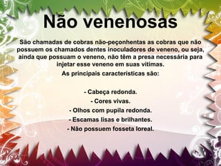 Não venenosas
São chamadas de cobras não-peçonhentas as cobras que não
possuem os chamados dentes inoculadores de veneno, ou seja,
ainda que possuam o veneno, não têm a presa necessária para
injetar esse veneno em suas vitimas.
As principais características são:
- Cabeça redonda.
- Cores vivas.
- Olhos com pupila redonda.
- Escamas lisas e brilhantes.
- Não possuem fosseta loreal.

 